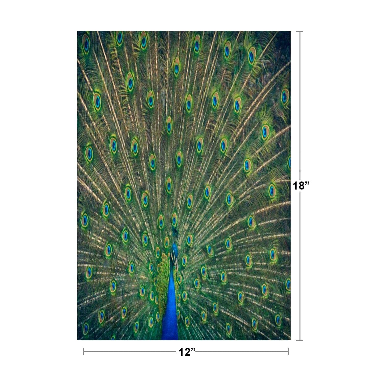 Amazon.com: Peacock Feathers Spread Out Colorful Photo Cool Wall